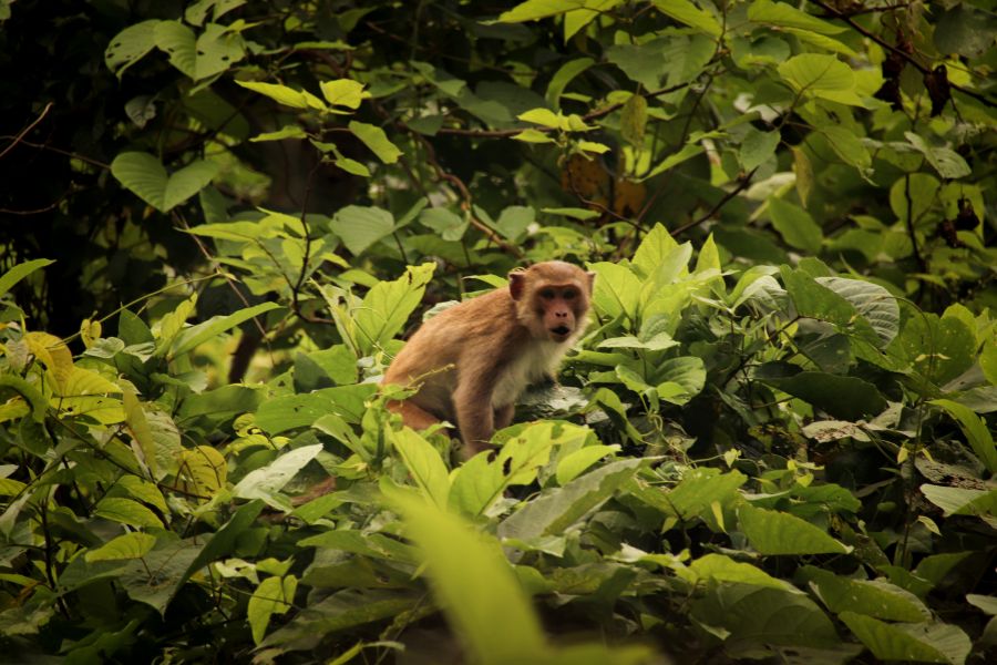 Cuc Phuong National Park