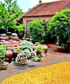 an old house in duong lam village