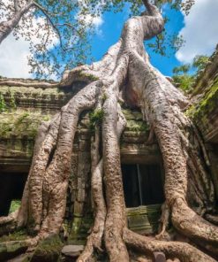 angkor wat complex at siem reap