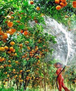 fruit orchard at tan phong island