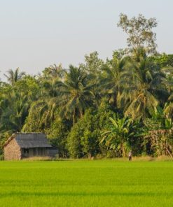 mekong delta rice field