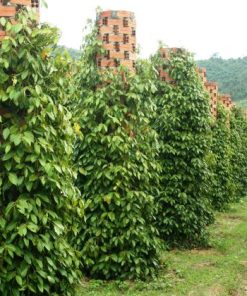 phu quoc island pepper farm