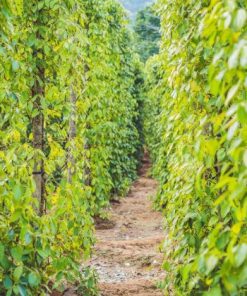 phu quoc pepper farm