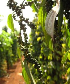 phu quoc pepper farm in vietnam honeymoon holiday