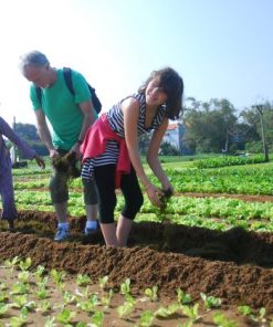 tra que herb village